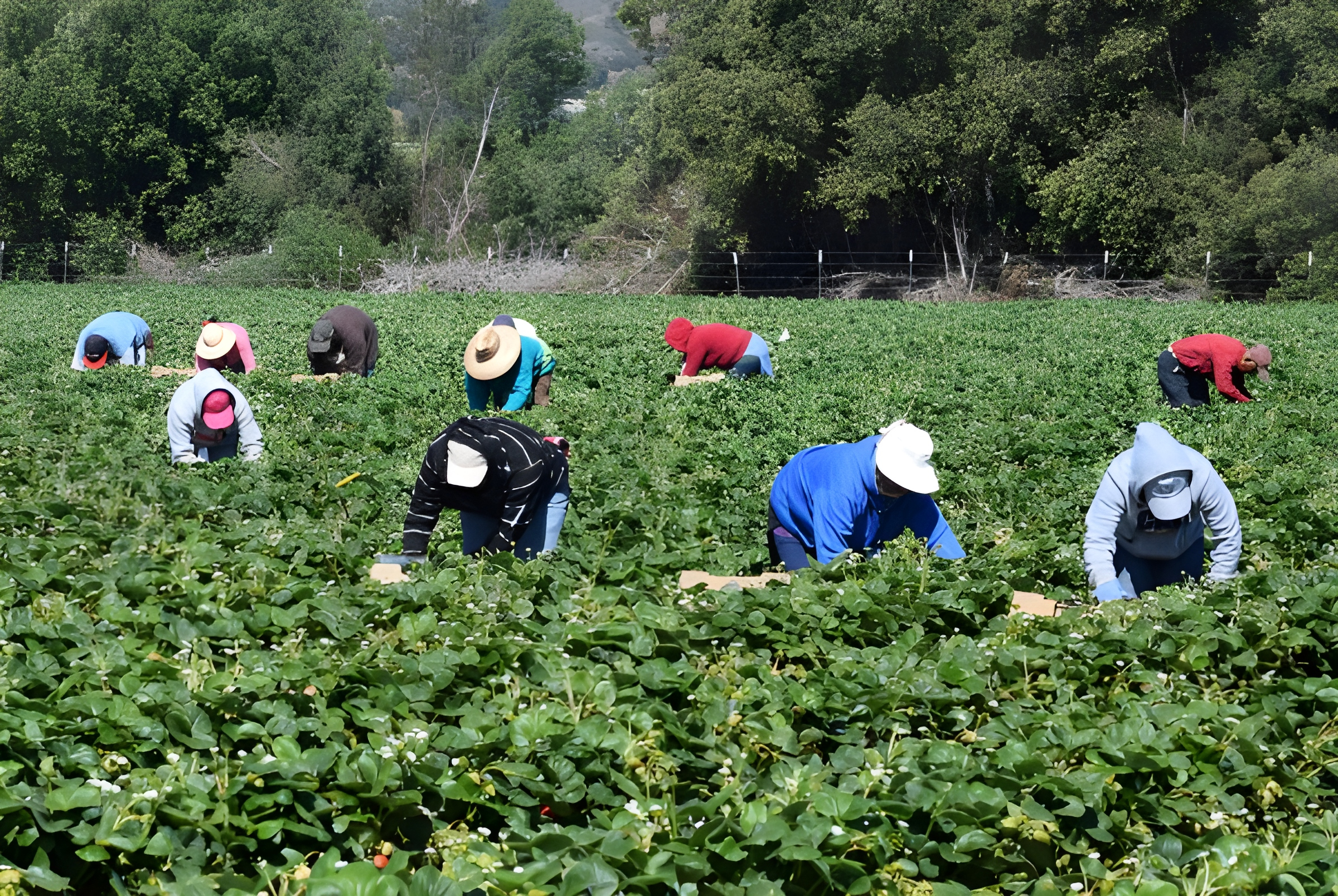 Campesinos de CA votarán libremente por su sindicalización tras la firma de la AB 2183