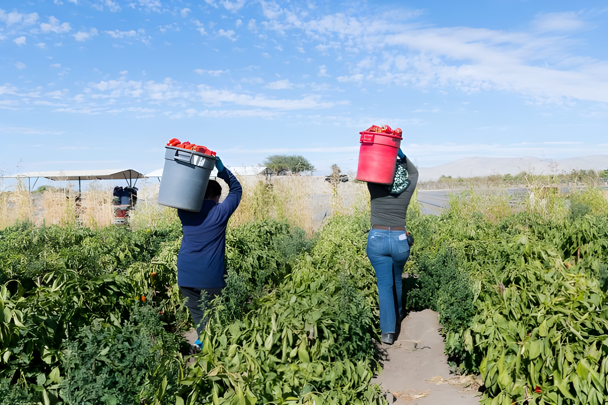 Trabajadores agrícolas indocumentados tendrán acceso a servicios legales grartuitos