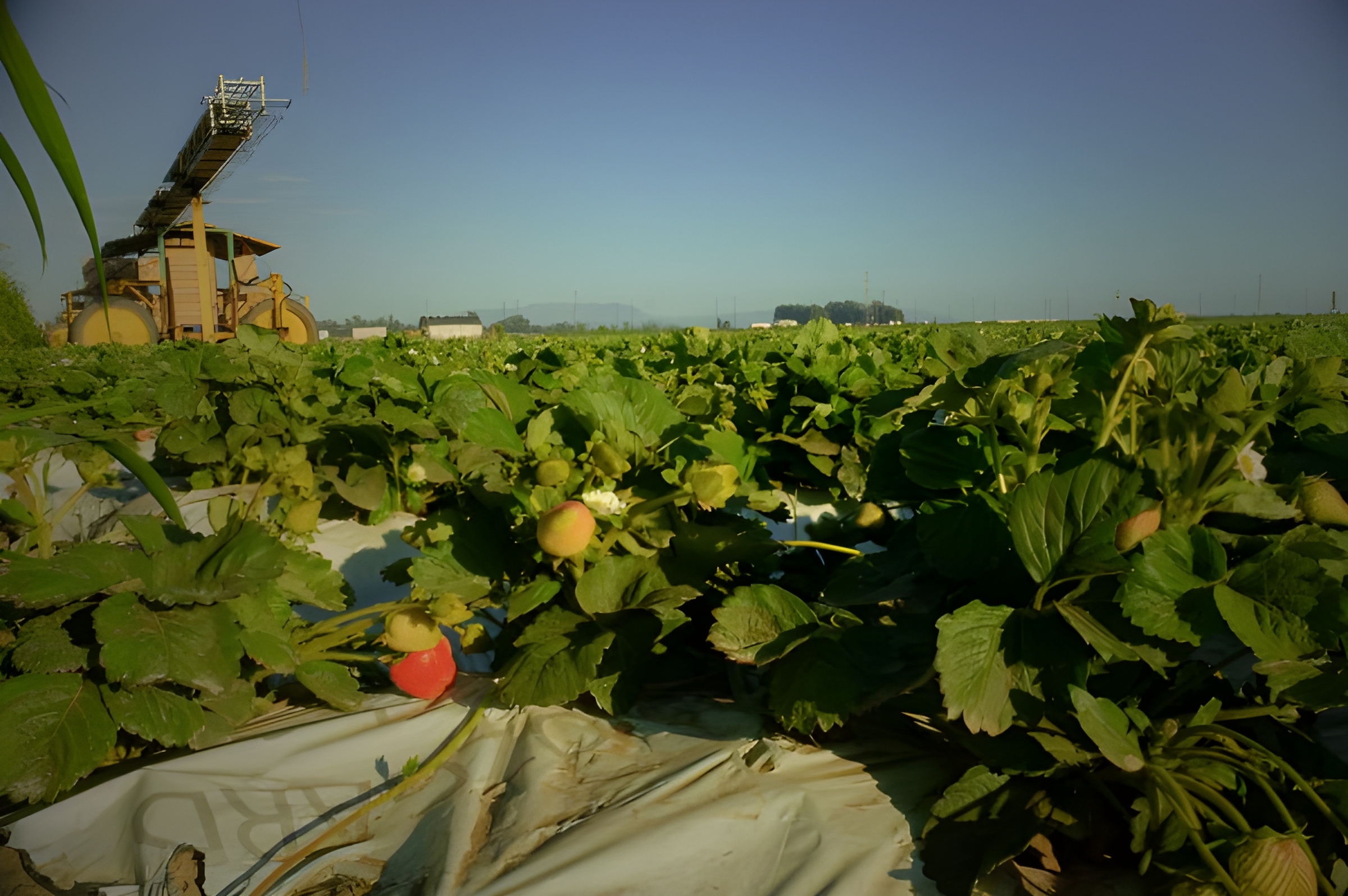 ¿Alertas virtuales podrán reducir peligros de pesticidas en campos de California?