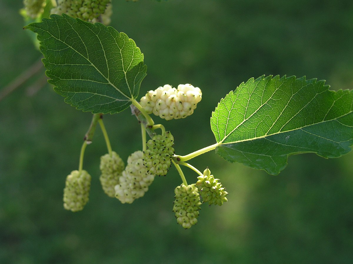 Experts Question the Role of White Mulberry in the Death of Congressman’s Wife