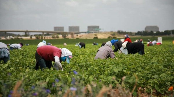 Honrar a los trabajadores inmigrantes esenciales regularizando su mano de obra